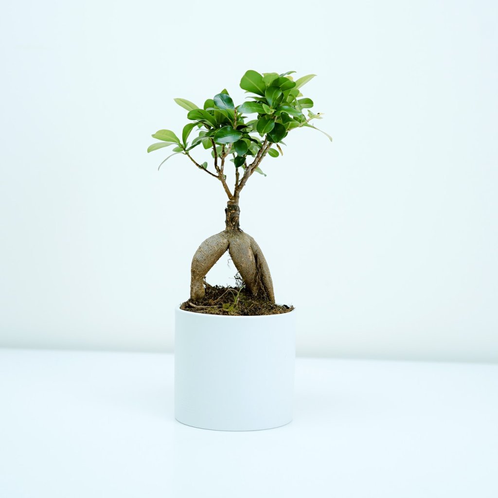 Jardinage
